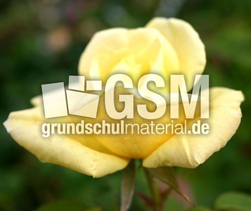 Rose-gelb.JPG